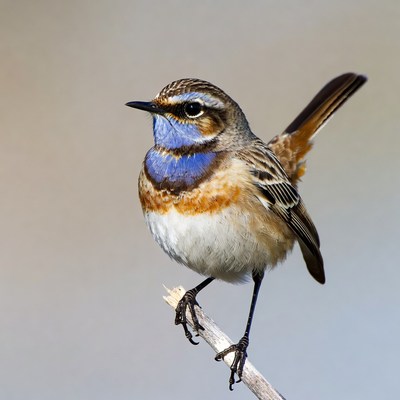 Whistling Thrush Perched on Branch