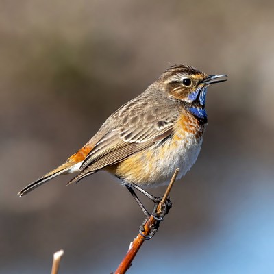 Red-breasted pipit on branch