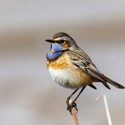 Whinchat perched on twig
