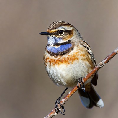 Whinchat bird on branch