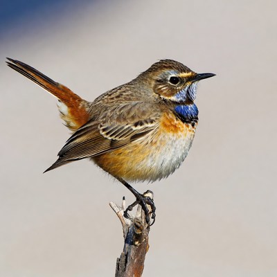 Whinchat Bird Perched on Branch
