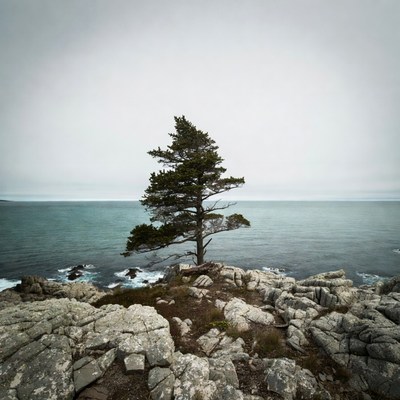 Lone pine tree on rocky ocean cliff