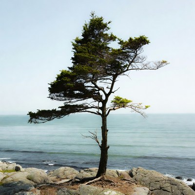 Solitary pine tree on rocky seashore