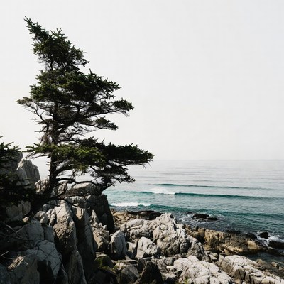 Pine Tree on Rocky Ocean Cliff