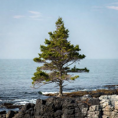 Lone Pine Tree on Rocky Seashore