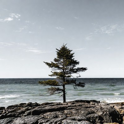 Lone Pine Tree on Rocky Ocean Shore