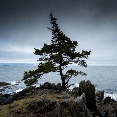 Solitary pine tree on rocky seaside cliff