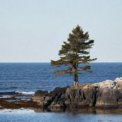 Lone Pine Tree on Rocky Seashore