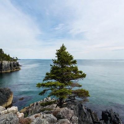 Lone Pine Tree on Rocky Cliff Over Ocean