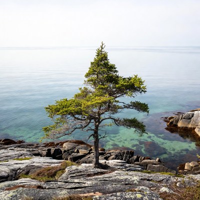 Solitary pine tree on rocky coast