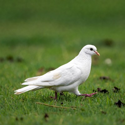 White dove walking on green grass