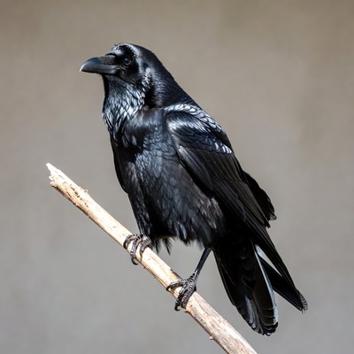 Black raven perched on branch