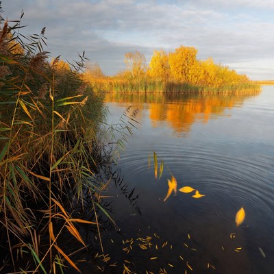 Autumn Reeds and Fall Leaves in Lake