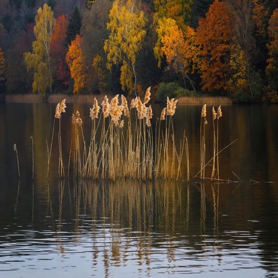 Reeds reflecting in autumn lake