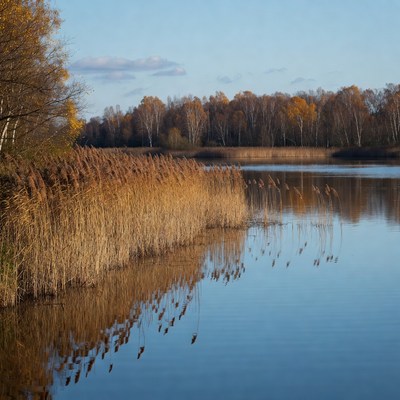 Autumn Reeds by Lakeside