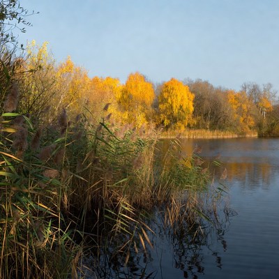 Autumn Reeds by Lakeside
