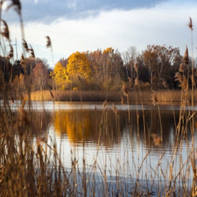 Autumn Reeds and Trees by Lake