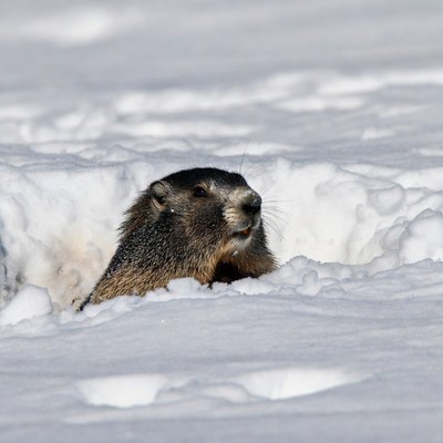 Marmot emerging from snow hole