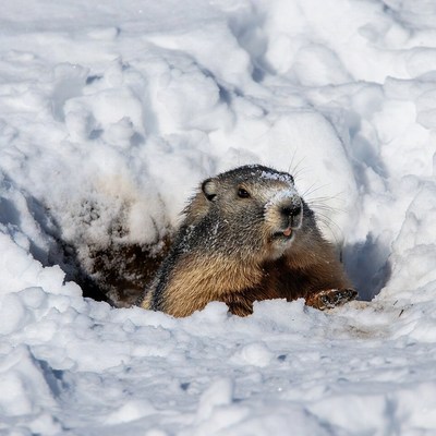 Marmot emerging from snow burrow