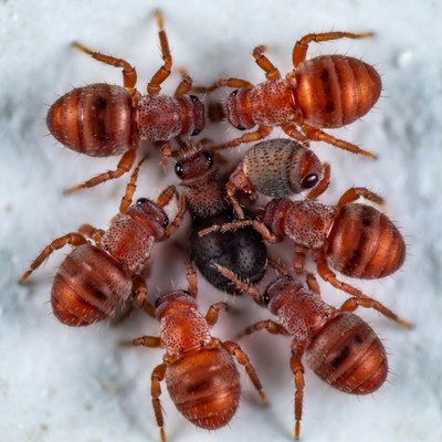 Red ants surrounding egg on white