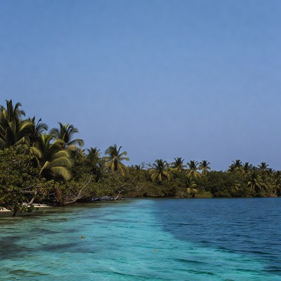Tropical Palm Trees on Turquoise Lagoon Shore