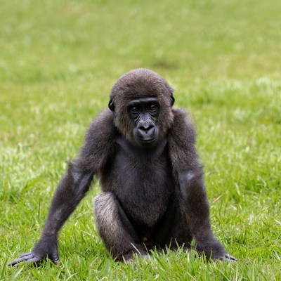 Baby gorilla sitting in grass