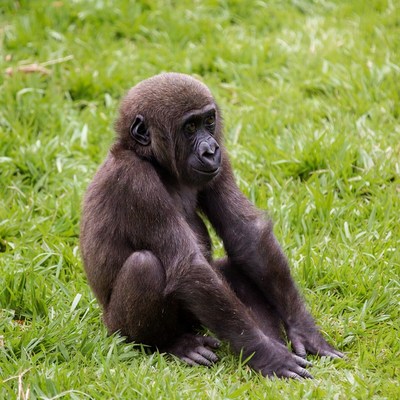 Baby gorilla sitting in grass