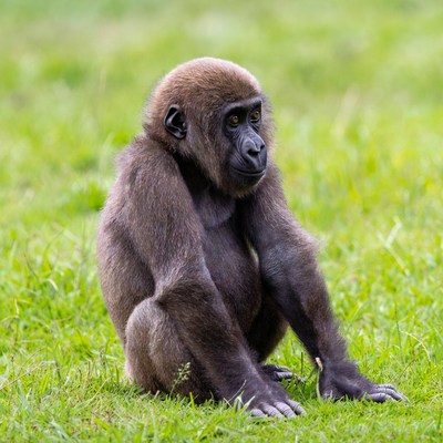 Baby gorilla sitting in grass