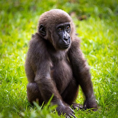 Baby gorilla sitting in grass