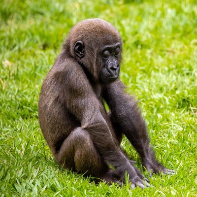 Baby gorilla sitting on grass