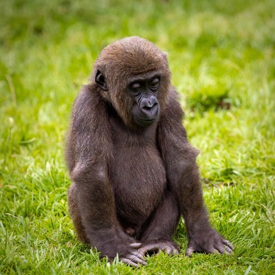 Baby Gorilla Sitting in Grass