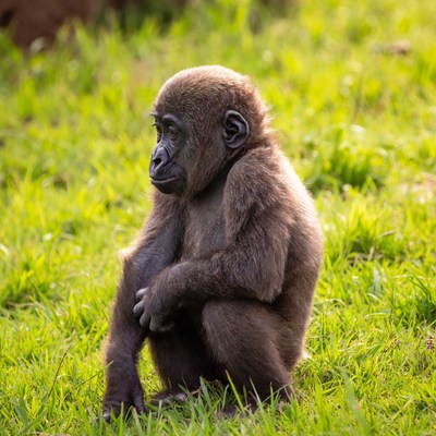 Baby gorilla sitting in grass