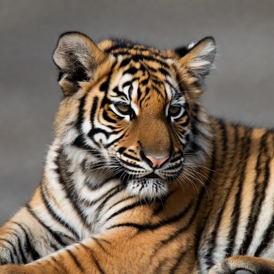 Tiger cub close-up portrait