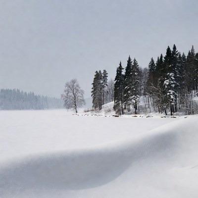 Snowy Pine Trees by Frozen Lake