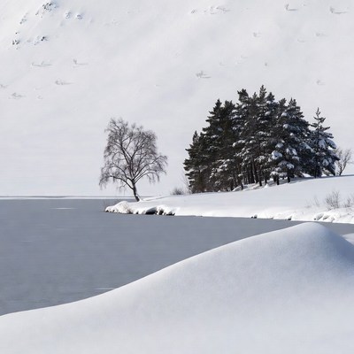 Snowy Trees by Frozen Lake