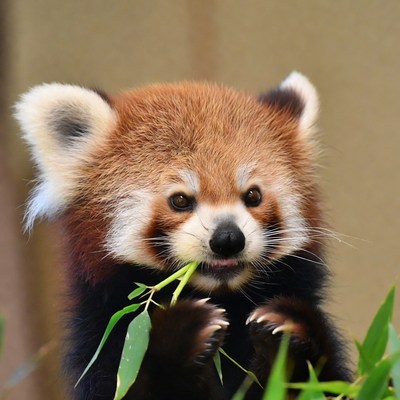 Red panda eating bamboo