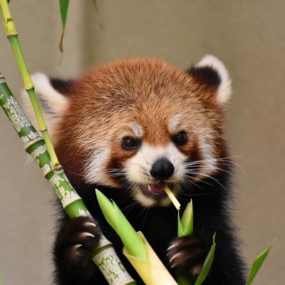 Baby red panda eating bamboo