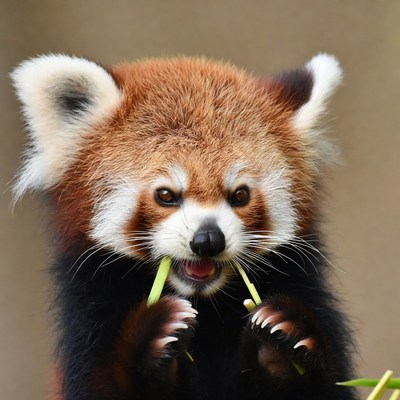 Red Panda Eating Bamboo