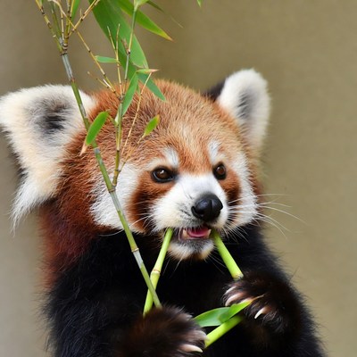 Red panda eating bamboo