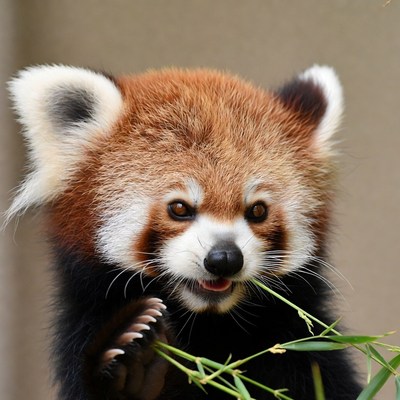 Baby red panda eating bamboo