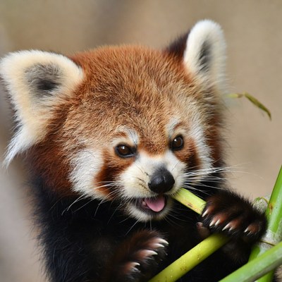 Red panda eating bamboo