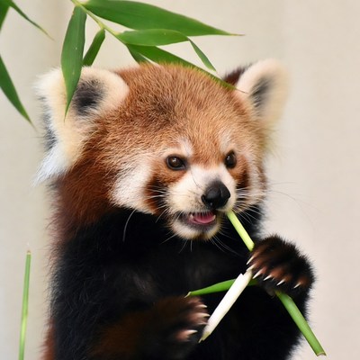 Red Panda Eating Bamboo