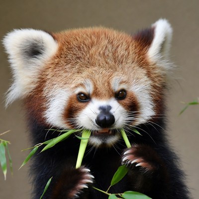 Red Panda Eating Bamboo