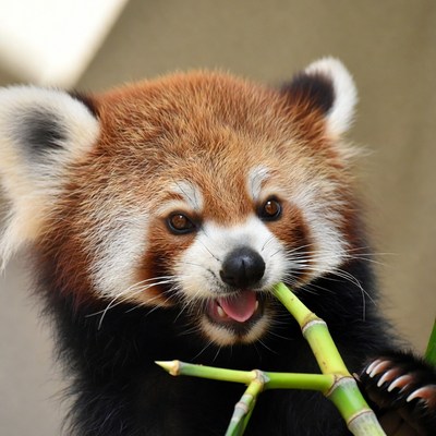 Red panda eating bamboo
