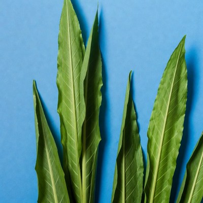 Green leaves on blue background