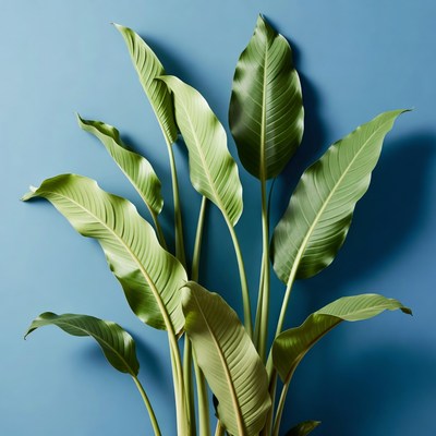 Green Bird of Paradise Plant on Blue Background