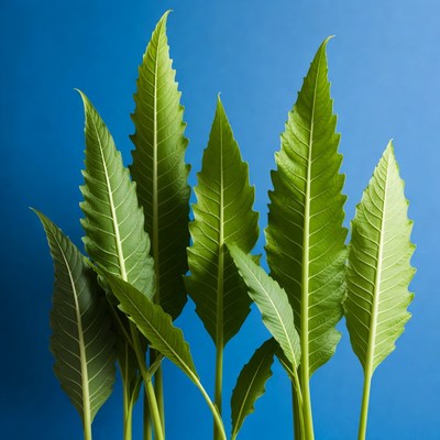 Green serrated leaves on blue background