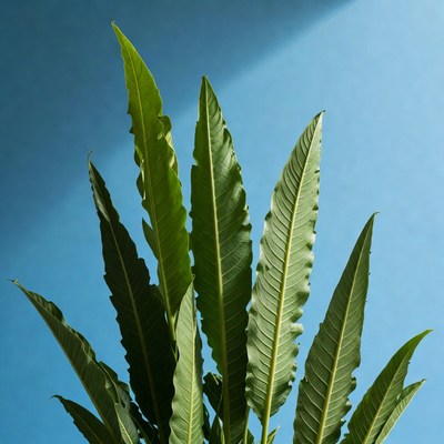 Green fern leaves against blue background