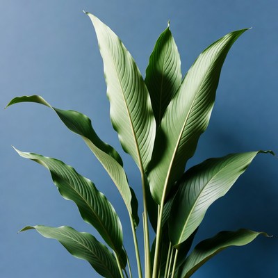Peace Lily Plant on Blue Background