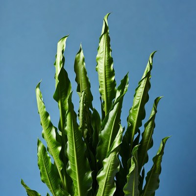 Green Bird's Nest Fern on Blue Background